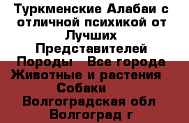 Туркменские Алабаи с отличной психикой от Лучших Представителей Породы - Все города Животные и растения » Собаки   . Волгоградская обл.,Волгоград г.